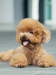 how old is the oldest toy poodle ever