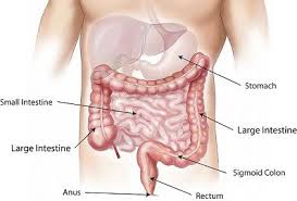 Difference Between Small Intestine And Large Intestine With