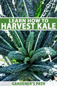 when and how to harvest kale gardener