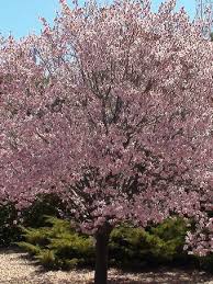 Media in category flowering plum tree (f553). Flowering Plum Trees Buy Flowering Plum Trees The Tree Center