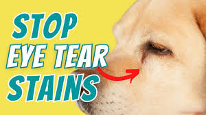 remove tear stains from dogs you