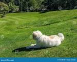 Cute White Furry Dog Sitting on a Golf Course in an Alpine Valley ...