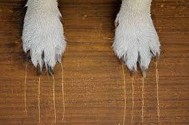 Remove Scratches From Wood Floors