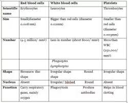 What Is The Difference Between White Blood Cells And Red