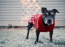 How To Make A Dog Sweater At Home