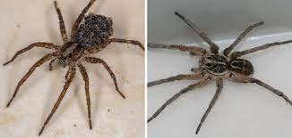 Get Rid Of Wolf Spiders In Basement