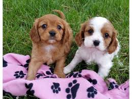 Our cavalier king charles spaniel puppies. Gorgeous Cavalier King Charles Spaniel Puppies In Buford Colorado Puppies For Sale Near Me