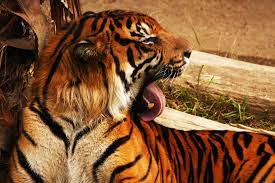 Bildresultat för tiger tongue