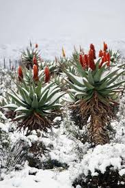 Dec 26, 2020 · protecting aloe vera in cold weather is important since this succulent is only hardy in u.s. How To Grow Aloe Vera Plant Happy Diy Home