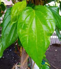 5 health benefits of betel leaves and