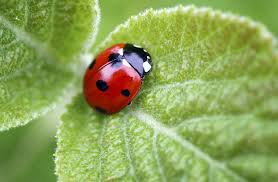 Why Do Ladybugs Have Spots