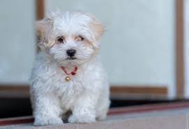 maltese poodle mix the ultimate guide
