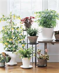 the best house plants for every room in