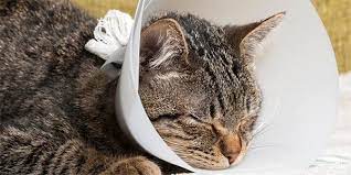 cat cone elizabethan collar