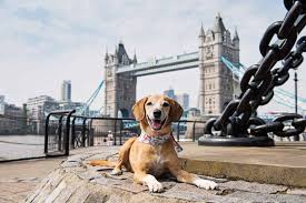 dog friendly london