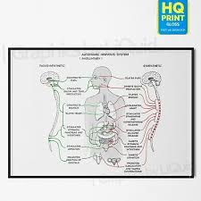 Human Nervous System Anatomy Charts Clinical Educational