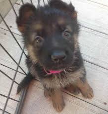 These athletic puppies need nutritious food for them to… how to crate train a german shepherd puppy. German Shepherd Puppies For Sale In Iowa Cheap Petsidi