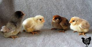 25 Unexpected Chicken Breed Chart With Pictures Of Chicks