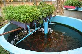 15 Diy Aquaponic Plans You Can Actually