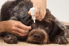 steroid eye cation for dogs