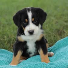We recommend that you first stop by our litters page to see what puppies have been born and if any are … Greater Swiss Mountain Dog Puppies For Sale Adopt Your Puppy Today Infinity Pups