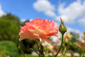 beautiful pink rose in a garden photo