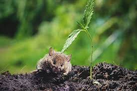 Protect Weed Plants From Mice And Rats