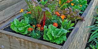 Companion Planting In Raised Beds