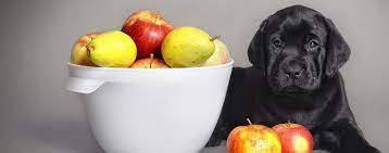 what fruits can dogs eat
