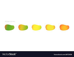 Mango Ripeness Stages Chart Colour Gradation Set