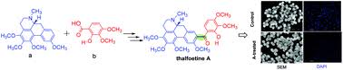 Hybrid isoquinolines from Thalictrum foetidum: a new type of ...