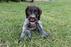 German Wirehaired Pointer Dog Breed Information