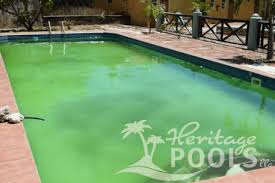 how to get rid of pool algae prevent