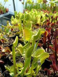 Interesting quick facts about the venus fly trap they digest the trapped food by producing digestive juices (just like our stomach does) the plant can actually die if it trapped a victim that's too large for it to consume Dionaea Muscipula Switzerland Giant Venus Fly Trap Seeds