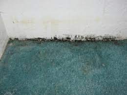 can you kill mold in carpet