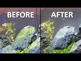 how to remove algae from rocks and