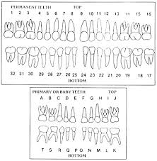 Primary And Permanent Tooth Chart By Letters Primary And