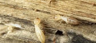 Image result for Termites