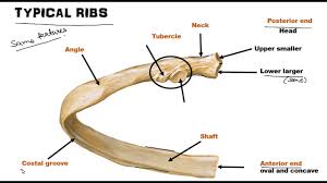 But this number may be increased by the development of a cervical posterior extremity.—the posterior or vertebral extremity presents for examination a head, neck, and tubercle. Ribs Osteology World Of Anatomy Youtube