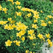 Yellow Flax Flower Seeds Linum
