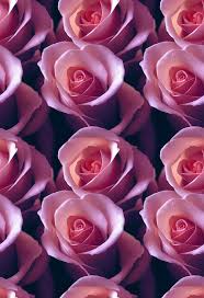 beautiful roses seamless background