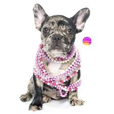 Their solid coat texture that may be golden tan, reddish tan, light tan or cream, gives them an elegant look. Rare Colors In French Bulldogs