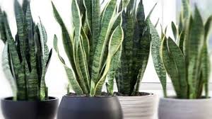 Best Lucky Plants For Home Sweet Homes