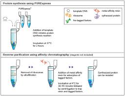 Purexpress In Vitro Protein Synthesis Kit Neb