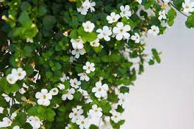 20 best white flowers for your garden