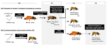 genetics in the honey bee