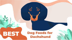 Best Dog Food For Dachshunds 2019 Unbiased Review Pup Junkies
