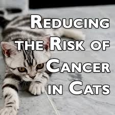 Just please keep in mind that many. Reducing The Risk Of Cancer In Cats 7 Ways To Prevent Cancer In Your Feline Friend Pethelpful
