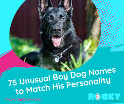 75 unusual boy dog names to match his