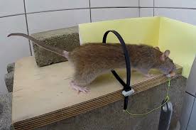 ingenious diy rat trap why didn t you